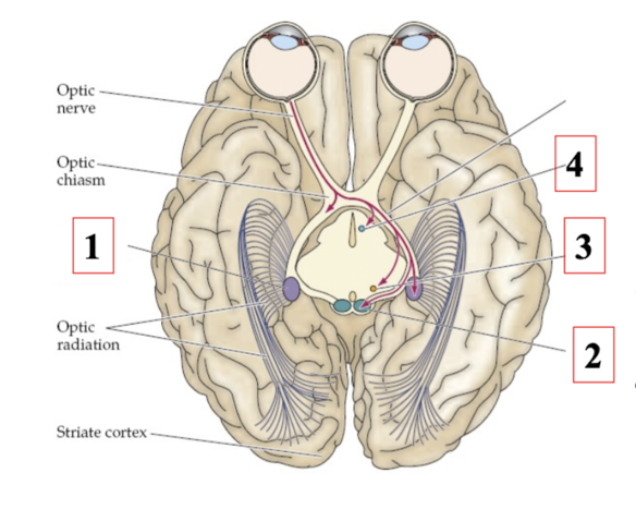 <p>Pretectum: where</p>