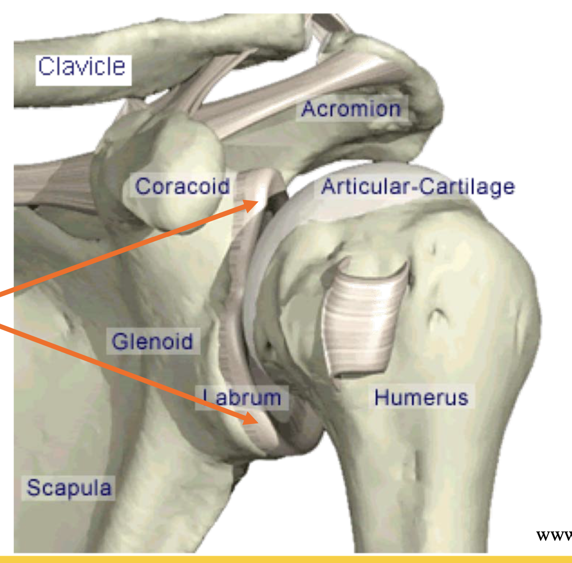 <p>• Étroit, en forme de coin;</p><p>• Entoure la périphérie de la cavité glénoïdale;</p><p>• Intimement associé à la capsule (ligaments et long chef du biceps s’y attachent également);</p>