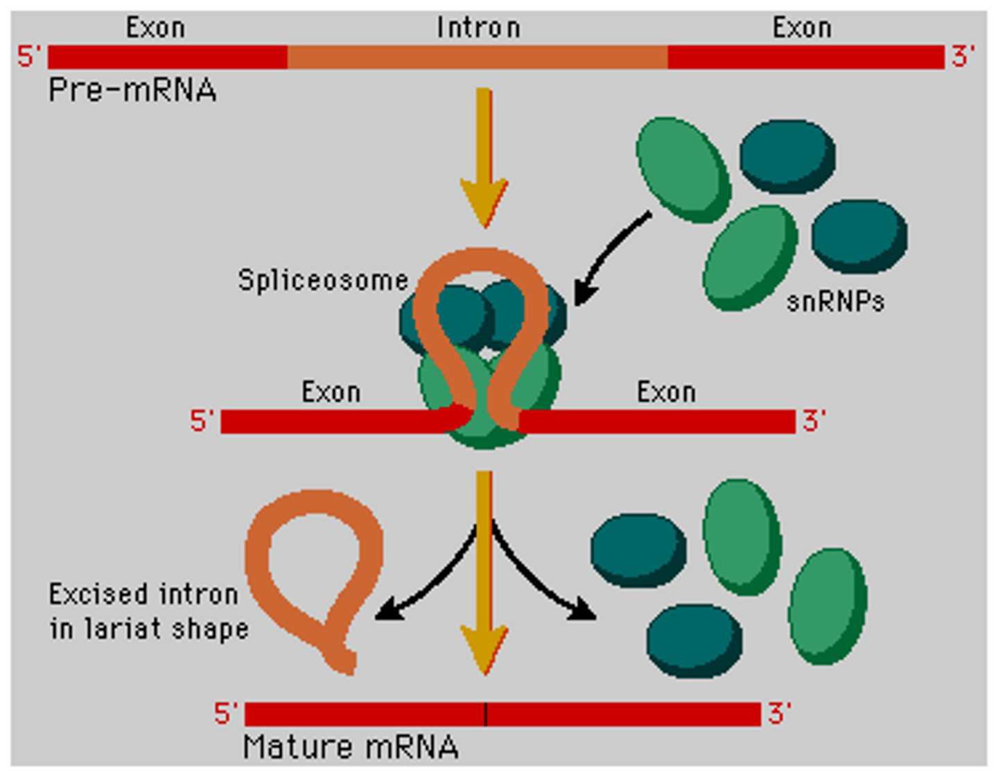 <p>The spliceosome is responsible for splicing introns out and ligating exons together in making mature mRNA.</p>