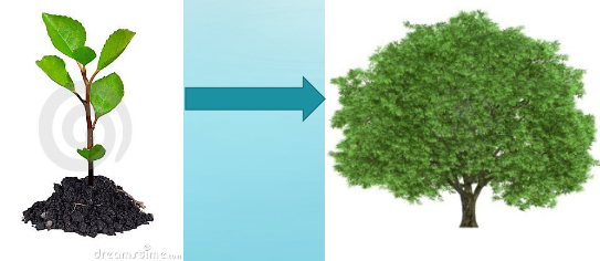 <p>A tree can go from a 1g seed to over 100 kg as a massive tree. Where does this biomass come from?</p>