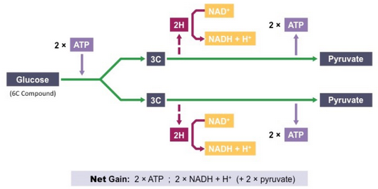 <p>occurs in the cytosol and does not require oxygen (it is an anaerobic process)</p><ol><li><p>Phosphorylation</p></li><li><p>Lysis</p></li><li><p>Oxidation</p></li><li><p>ATP Formation</p></li></ol><p></p>