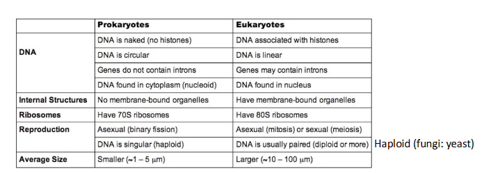 <p>pro : no nucleus, dna = circular , no membrane - bound organelle , smaller (1-10)</p><p></p><p>euk : nucleus , dna = linear , membrane - bound organelle , larger (10-100)</p>