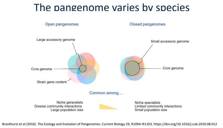 <ul><li><p>the pangenome is the entire array of genes available to a bacterium- essentially,<strong> the gene pool</strong> of a species/group</p></li><li><p>bacteria have a <strong>core </strong>genome and an <strong>accessory </strong>genome, comprising the genes in the population which each individual/strain may or may not have</p></li><li><p>most bacteria have an <strong>open genome </strong>(along a <strong>continuum</strong>) because <strong>horizontal gene transfer </strong>is widespread (compared to <strong>human closed </strong>genomes, where most of our genes are the same, and the differences are pretty superficial)</p></li></ul><p></p>