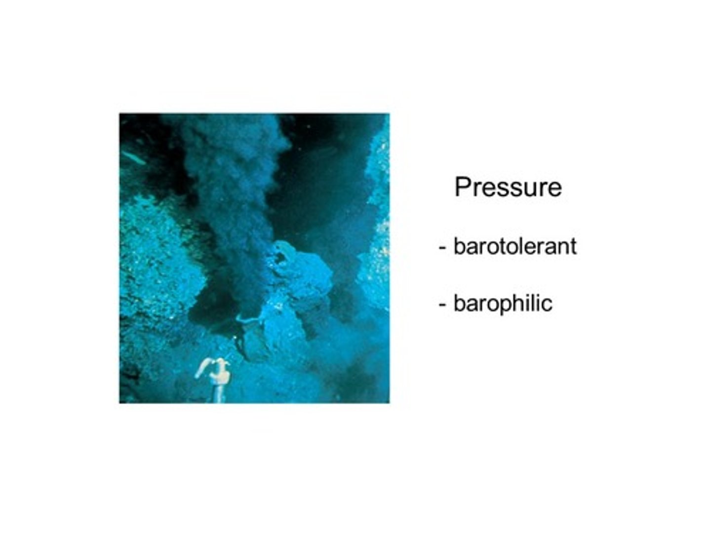 <p>•Ability to withstand great pressure</p><p>- require high atmospheric pressure</p><p>•Found on bottom of ocean</p><p>•Largely unculturable; not much known</p><p>•Also can be thermo or hyperthermophiles</p>