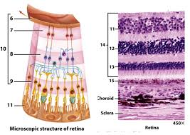 <p>locate the Bipolar area of retina</p>