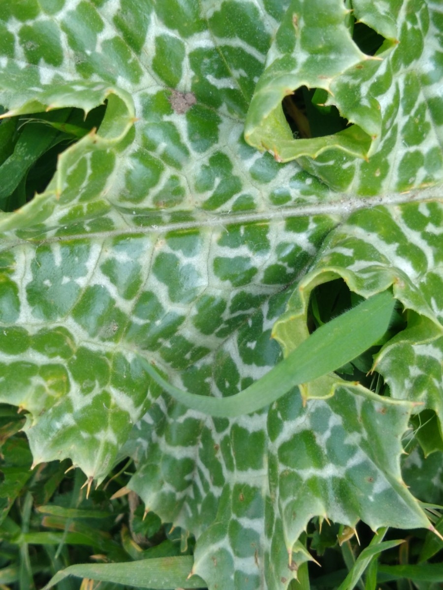 Milk thistle