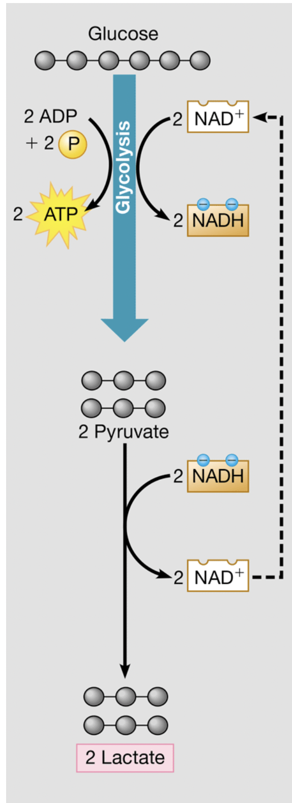 <ol><li><p><strong>Mammal muscle cells</strong>: During intense exercise, when oxygen is limited, muscle cells use <strong>lactic acid fermentation </strong>to produce ATP, leading to lactic acid buildup and muscle fatigue.</p></li></ol><p></p>