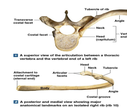 <p>Body of rib:</p>
