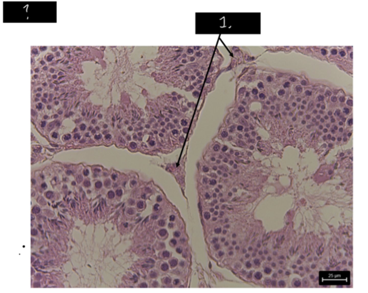 <p>1?</p>