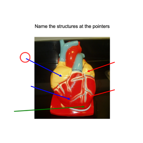 term image
