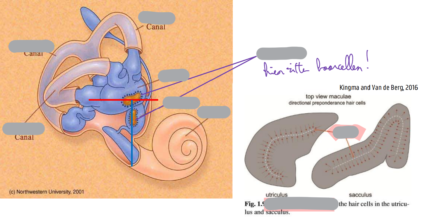<p>ANATOMIE OTOLIETORGANEN</p>