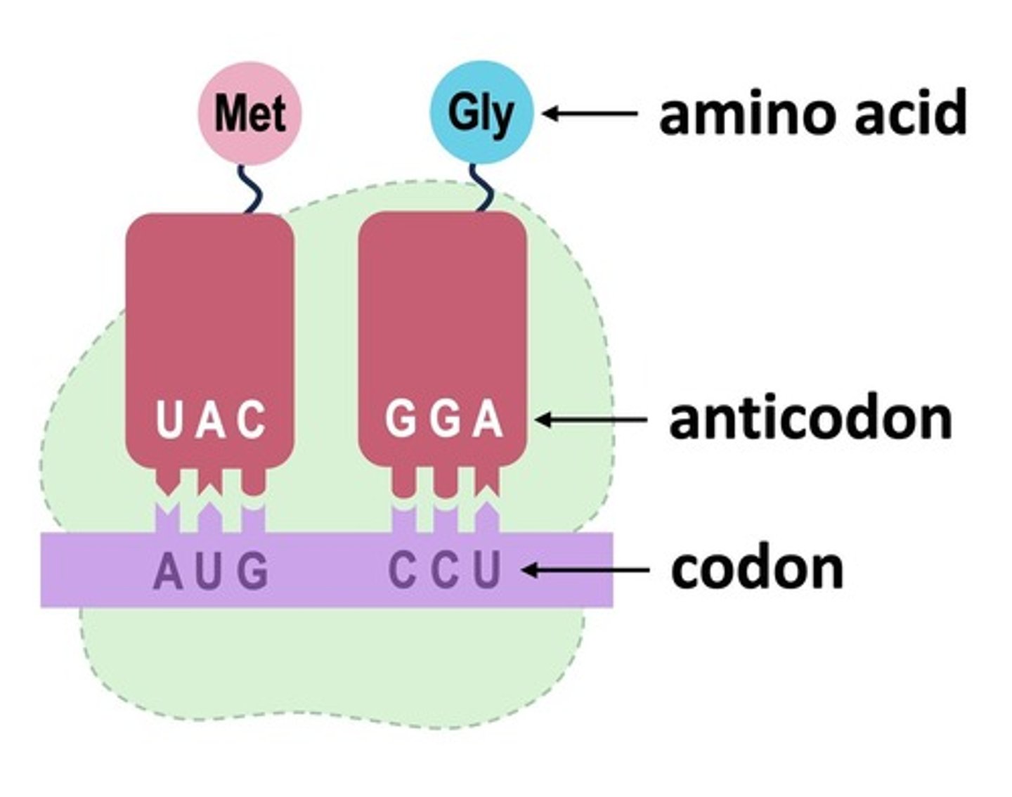 <p>A set of three nucleotide bases found on the tRNA. It is complementary/opposite to the codons on the mRNA and helps identify/create their corresponding amino acids.</p>