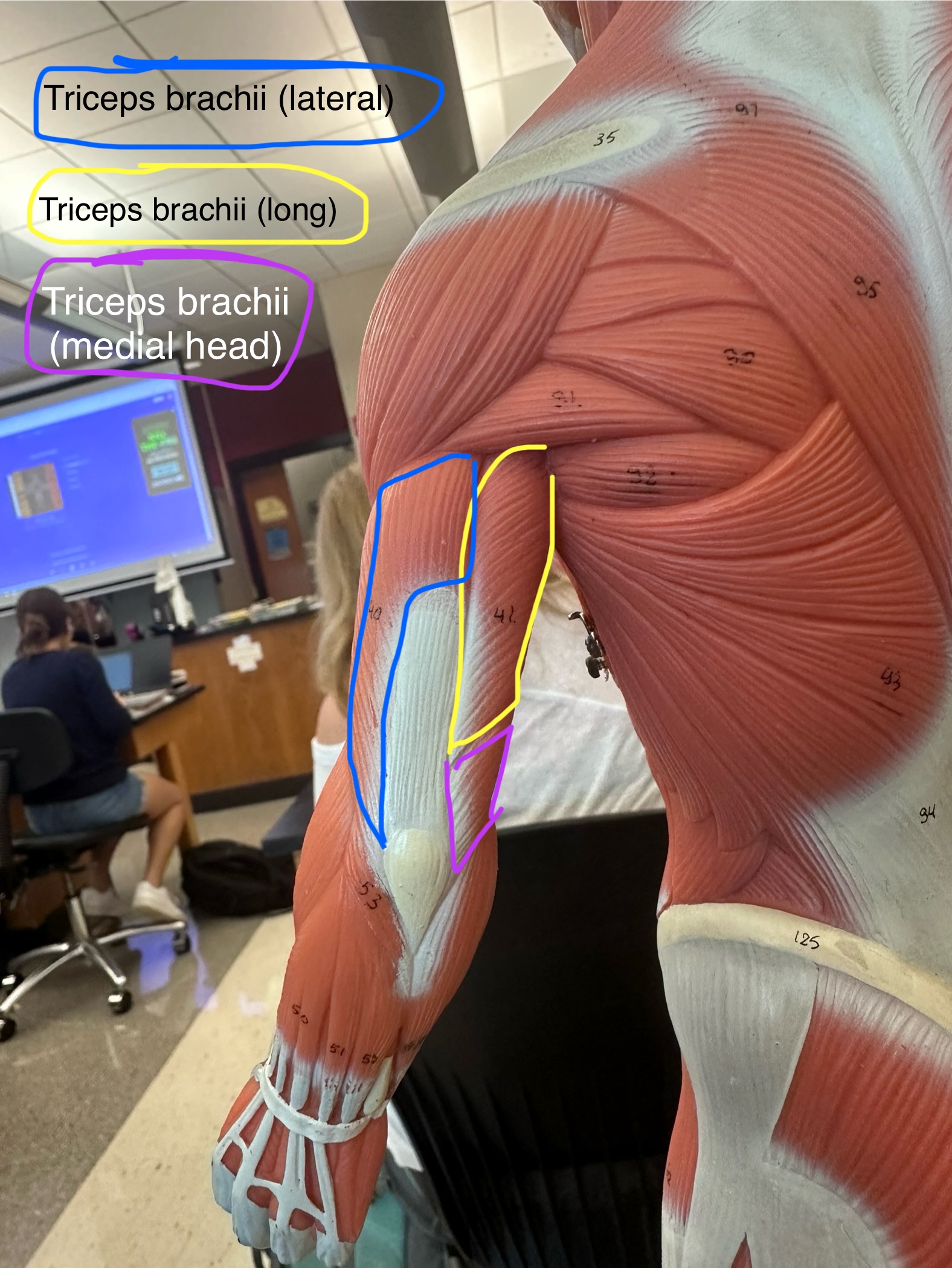 <p>Triceps brachii muscle (long, lateral, and medial head). These muscles extend the forearm (prime mover is this medal head)</p><ul><li><p>The origin is at the posterior shaft of the humerus</p></li><li><p>The insertion is the common tendon into the olecranon of the ulna.</p></li></ul>