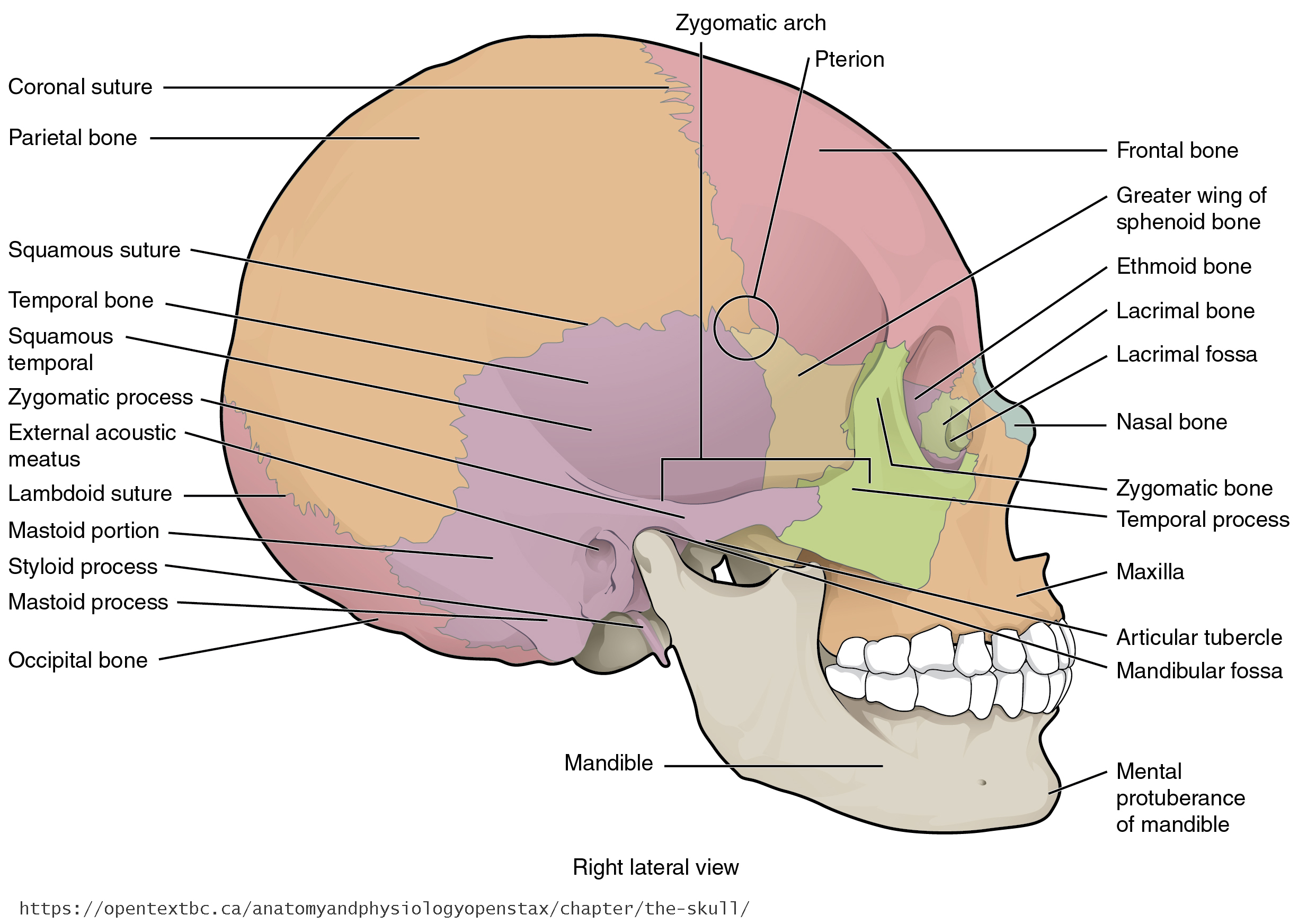 term image