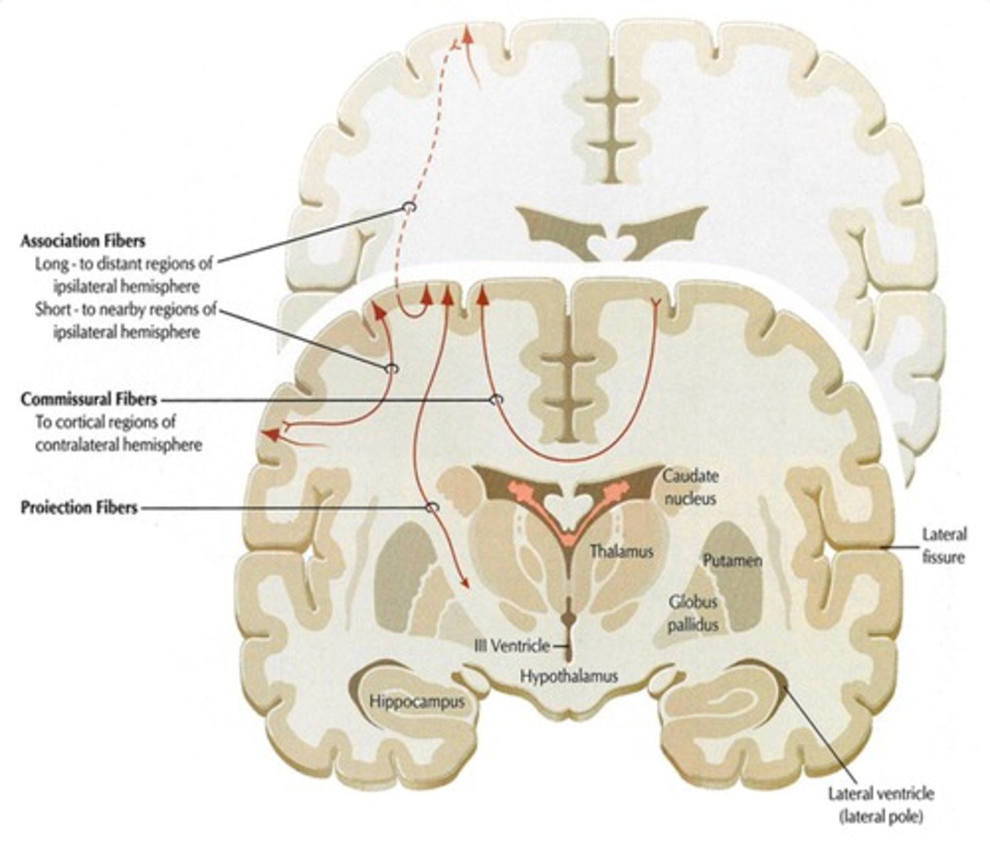 <p>Axons that connect portions of cortex within the same hemisphere.</p>