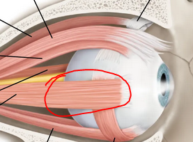 <p>What muscle is this</p>