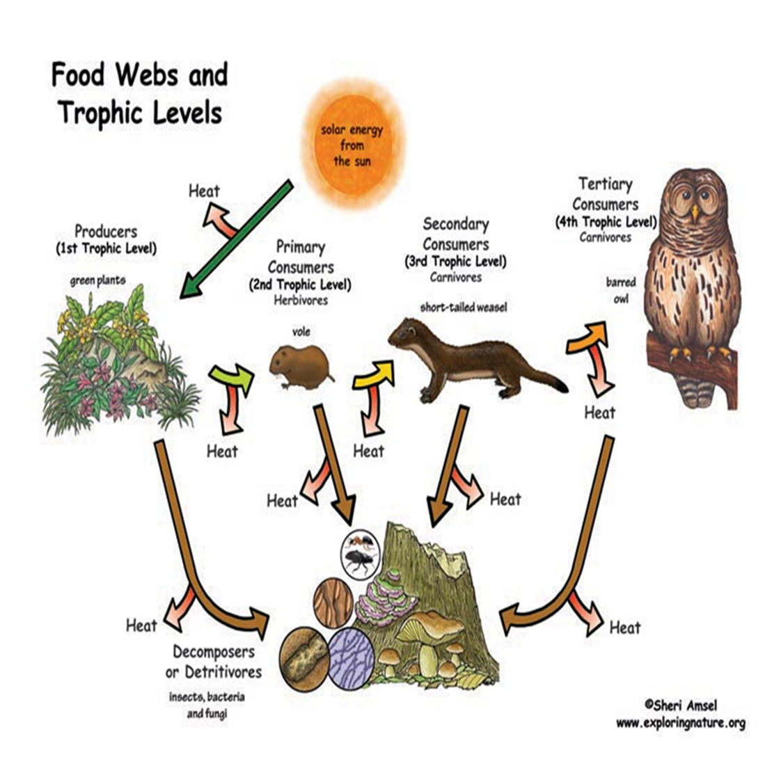 <ul><li><p>series of feeding steps in which organisms transfer <strong>energy </strong>by eating and being eaten</p></li></ul><ul><li><p>the sun is not always shown but it is the main, source of energy</p></li></ul>