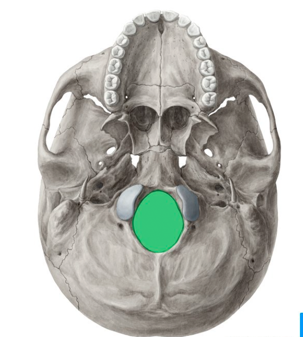 <p>large hole in base of bone; flanked laterally by condyles; passageway for spinal cord to exit skull</p>