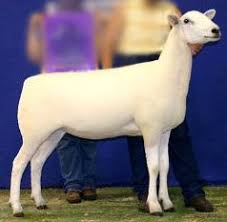 <ul><li><p>originated in U.S.</p></li><li><p>dual-purpose</p></li><li><p>combination of wool production and meat production</p></li><li><p>medium wool</p></li></ul><p></p>