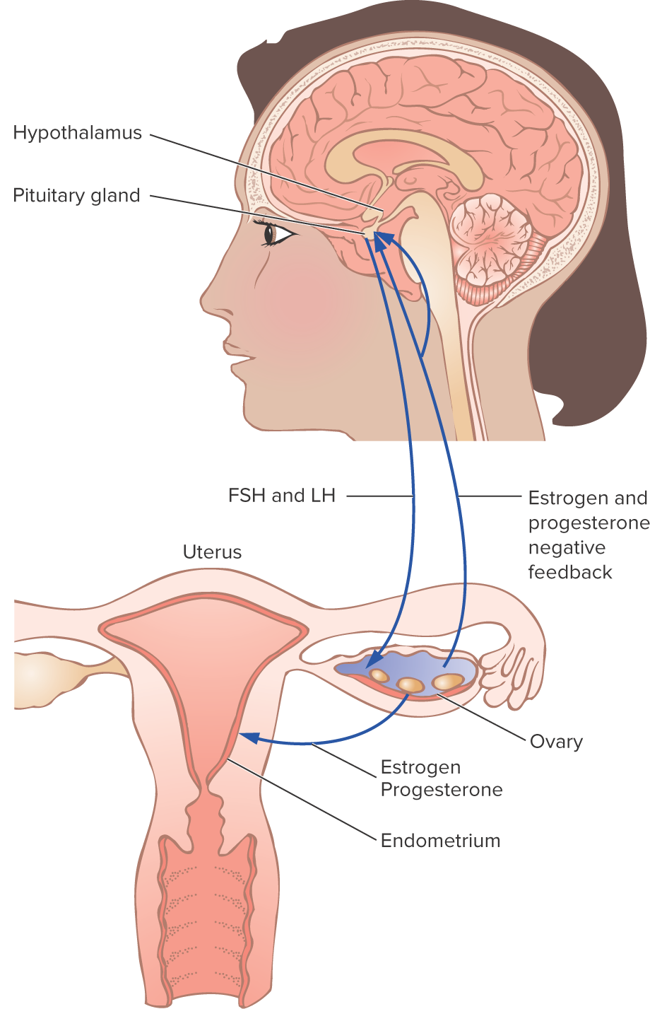 <p>HPG (hypothalamus-pituitary-gonad) axis</p>