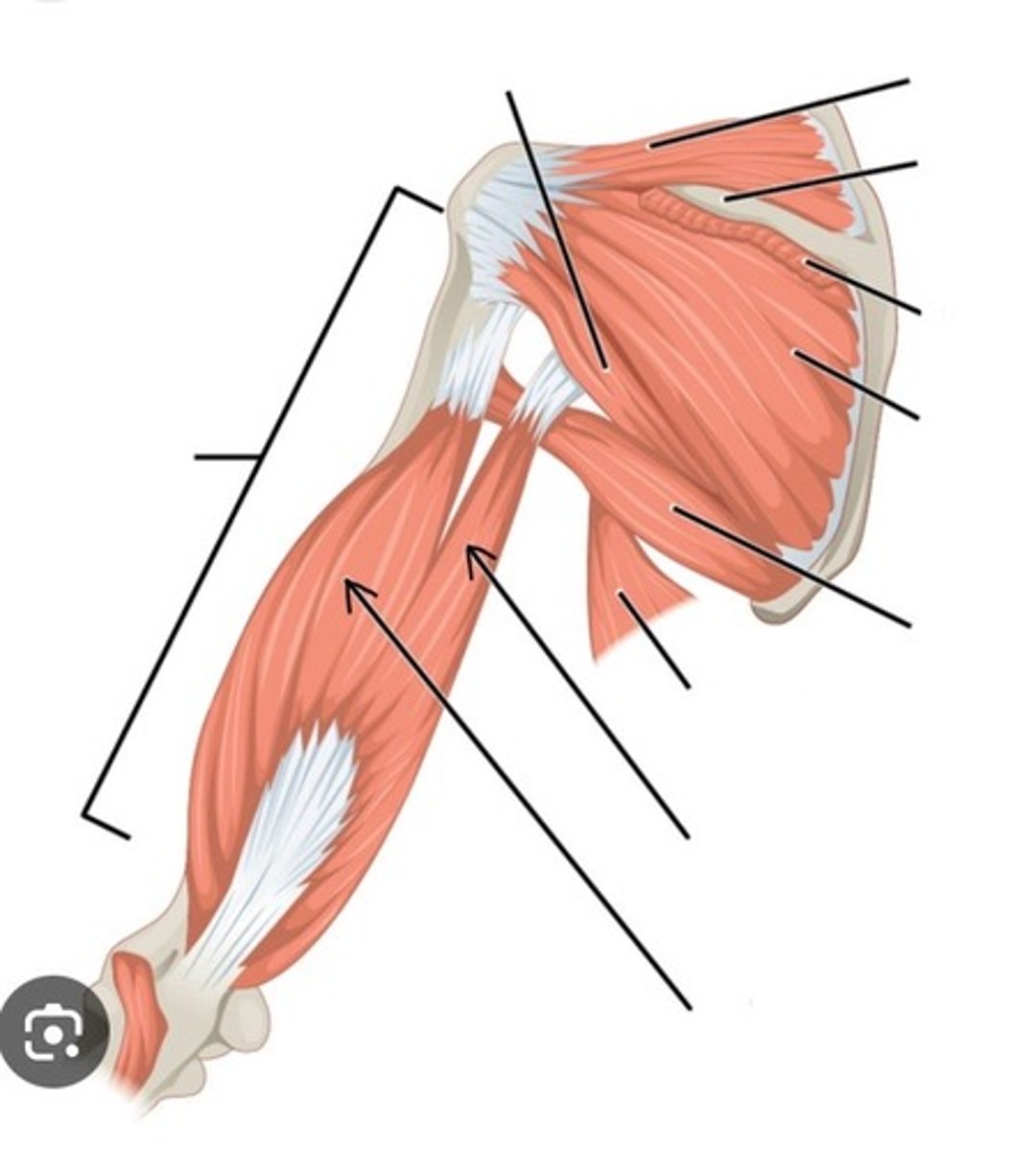 <p>What muscle is this?</p>