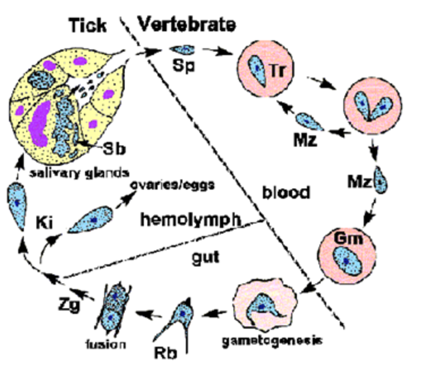 <ul><li><p><strong>Transmission</strong>: A tick carrying sporozoites in its saliva bites a dog, injecting the sporozoites into the bloodstream.</p></li><li><p><strong>Entry into RBC</strong>: Sporozoites enter red blood cells (RBCs) and undergo schizogony (asexual reproduction). (schizogony in the vertebrae)</p></li><li><p><strong>Trophozoites</strong>: Inside the RBCs, sporozoites level up into trophozoites, which multiply by binary fission. → RBC rupture → releasing merozoites into the blood stream → gametocytes</p></li><li><p><strong>Gamogony in Tick</strong>: When a tick feeds on an infected dog, it ingests gametocytes</p><ul><li><p>gametes→ zygote formed →<strong> kinete</strong></p></li></ul></li><li><p><strong>Sporogony</strong>: Zygotes form and undergo sporogony in the tick's salivary glands, producing sporozoites.</p><ul><li><p><strong>can be trans-stage (by salivary) or trans-ovarial (by eggs/ovaries)</strong></p></li></ul></li><li><p><strong>Transmission to New Host</strong></p></li></ul><p></p>