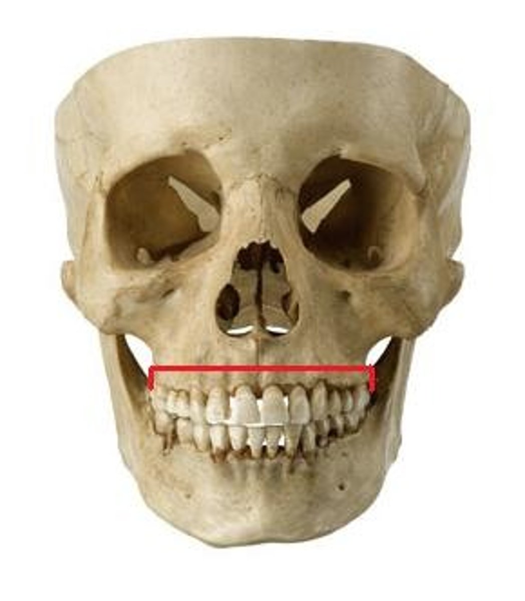<p>mandible bone landmark; holds the lower teeth</p>