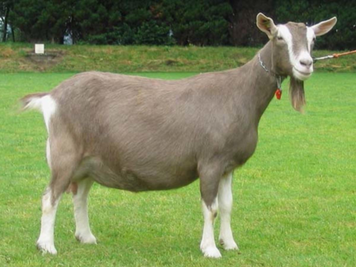 <ul><li><p>chin hair</p></li><li><p>looks sad</p></li></ul><p></p>