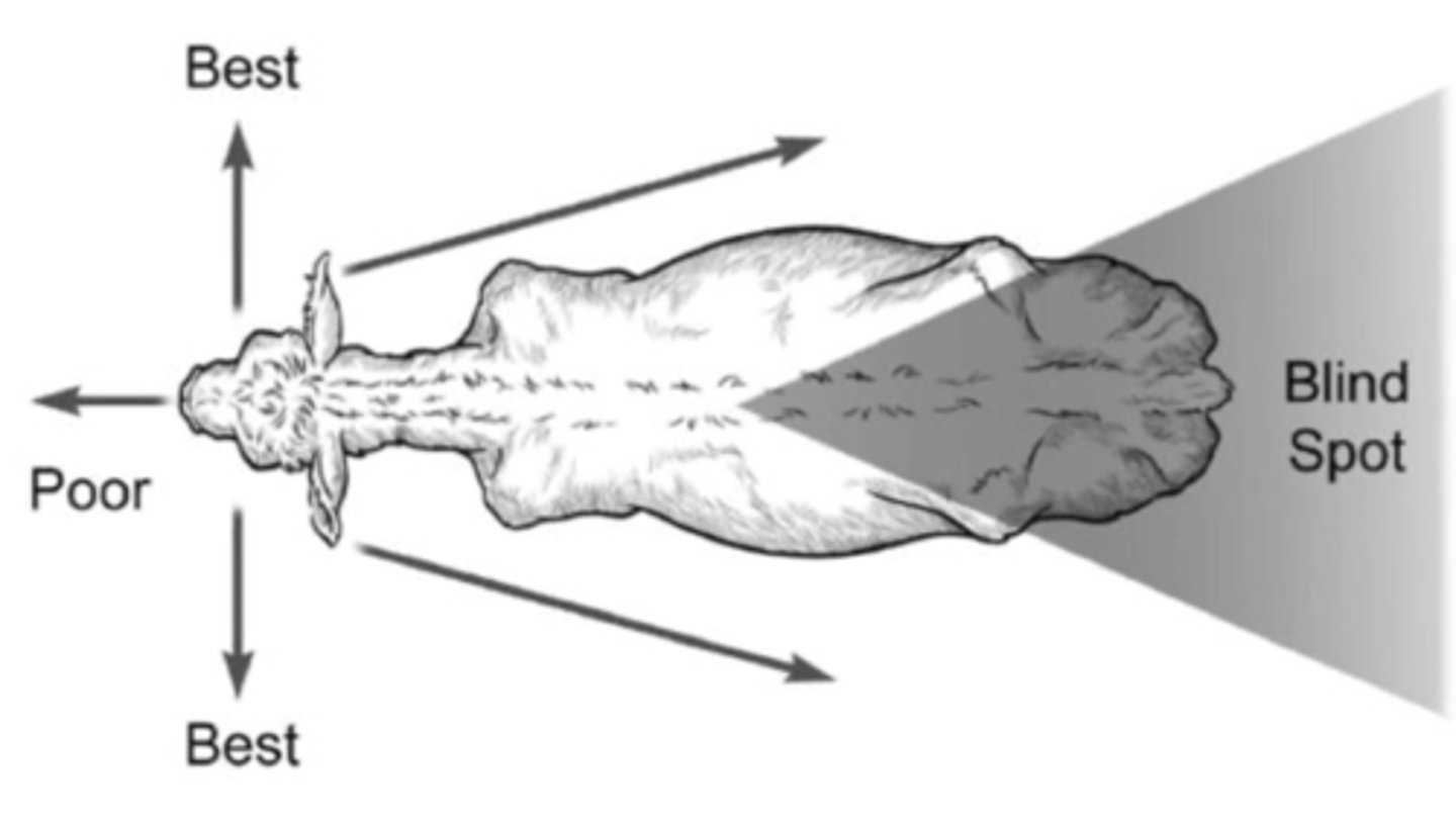 <p>monocular and binocular in the front</p>