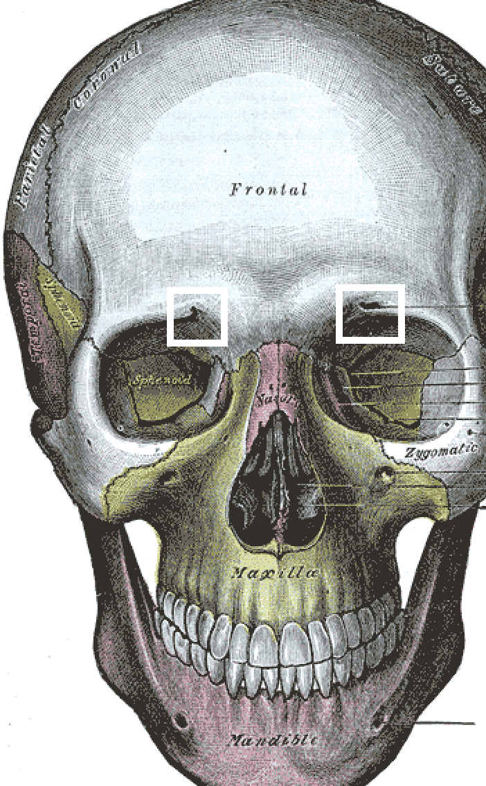 <p>frontal; opening above each orbit allowing blood vessels and nerves to pass</p>