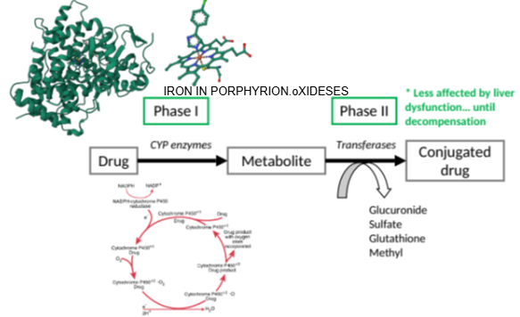 <p>Until the liver reaches significant decompensation. </p>