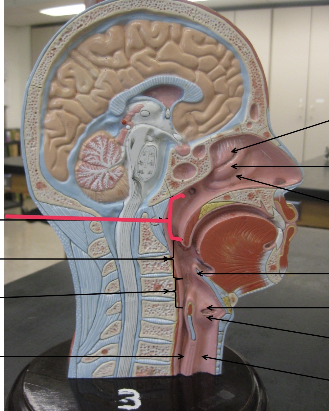 knowt flashcard image