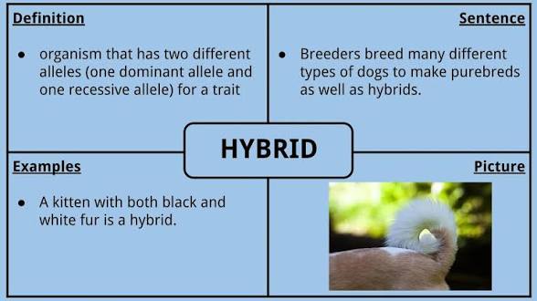<p><span><span>An organism that is </span></span>heterozygous for a particular gene<span><span>, having inherited </span></span>two different alleles for that trait from its parents<span><span>.</span></span></p>