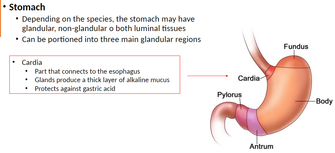 <p><strong>Cardia</strong>: Part of the stomach that connects to the esophagus<br> Glands produce thick layer of alkaline mucus<br> Protects stomach lining from acidic gastric secretions</p>
