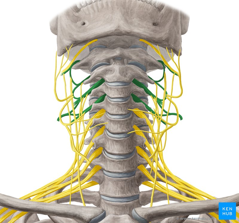 <p>kaklinis rezginys</p>