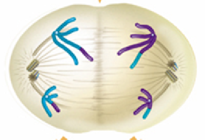 <p>what stage of meiosis is this?</p>