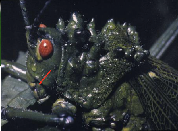 <p>mouthparts positioned downward</p>