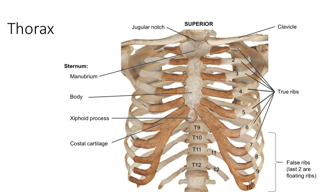 <p>True ribs</p>