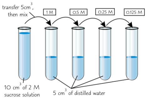 <ol><li><p>Line up five <strong>test tubes </strong>in a rack</p></li><li><p>Add <strong>10cm³</strong> of <strong>2M</strong> <strong>sucrose solution </strong>to first test tube and <strong>5cm</strong><span><strong>³</strong> <strong>of distilled water </strong>to the other four test tubes</span></p></li><li><p><span>Using pipette, draw <strong>5cm³</strong> of solution from <strong>first tube</strong>, add it to distilled water in <strong>second </strong>tube and <strong>mix thoroughly</strong></span></p><p>You now have <strong>10cm</strong><span><strong>³</strong> of solution that’s <strong>half </strong>the <strong>concentration </strong>of solution in first test tube (<strong>1M</strong>)</span></p></li><li><p><span>Repeat process <strong>three more times </strong>to create solutions of <strong>0.5M</strong>, <strong>0.25M</strong>, <strong>0.125M</strong></span></p></li></ol><p></p>