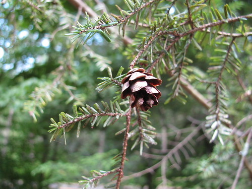 <p>(Tsuga canadensis)</p>