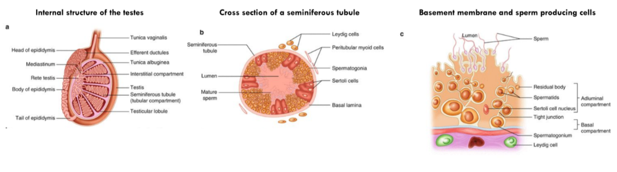 Spermatogenesis 