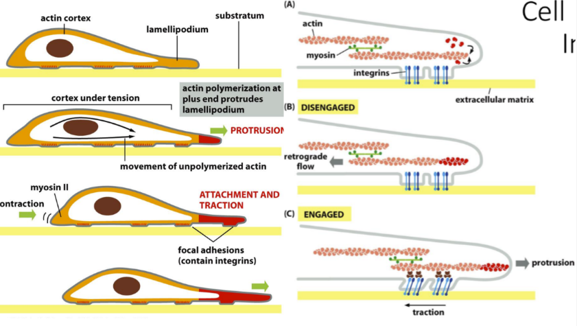 <p><span><em>Cell movement with actin</em>: &nbsp;</span></p><ul><li><p class="Paragraph SCXW94669195 BCX0" style="text-align: left"><span>Protrusion = protruding lamellipodium by polymerizing plus end of actin&nbsp;</span></p><ul><li><p class="Paragraph SCXW94669195 BCX0" style="text-align: left"><span>Engaged = integrins help move cell forward (protrusion)&nbsp;</span></p></li></ul></li></ul><ul><li><p class="Paragraph SCXW94669195 BCX0" style="text-align: left"><span>Attachment and traction = Moves cell in direction if “signal” is worth it&nbsp;</span></p></li></ul><ul><li><p class="Paragraph SCXW94669195 BCX0" style="text-align: left"><span>Disengaged = retrograde flow backwards&nbsp;</span></p></li></ul><p></p>