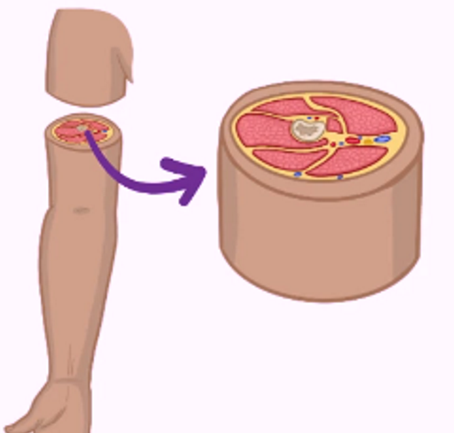 perpendicular/ tegak lurus to longitudinal axis