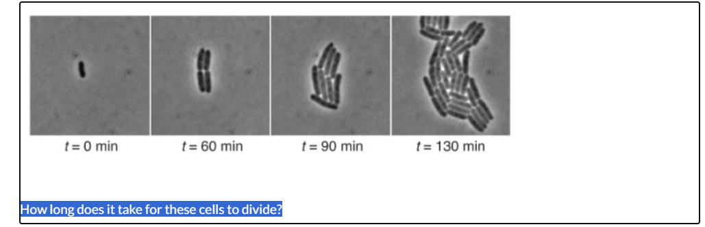 <p>How long does it take for these cells to divide?</p><p><br></p>