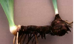 <p>identify the modified stem and give an example</p>