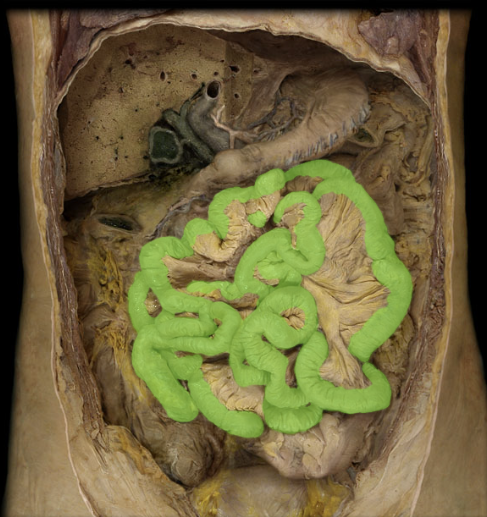 knowt flashcard image