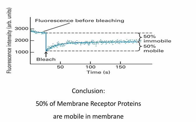 <ul><li><p>y-axis: Fluorescence in arbitrary units</p></li><li><p>x-axis: Time</p></li><li><p>Initial fluorescence patch is 3000 units&nbsp;</p></li><li><p>Bleaching step reduces to 1000 units&nbsp;</p></li><li><p>Overtime,&nbsp;fluorescence inc as&nbsp;fluorescennt molecules move in while bleached ones move out&nbsp;</p></li><li><p>At 50s, the&nbsp;fluorescence of patch reaches 2000 units</p><ul><li><p>about 50% of initial compared to when bleached</p></li><li><p>Suggests half proteins are mobile and able to move laterally but other half are immobile&nbsp;</p></li><li><p>Other experiments, proteins may be less mobile or not at all (less fluid membrane) </p></li><li><p>If very fluid, it can go back up to 100% </p></li></ul></li></ul><p></p>