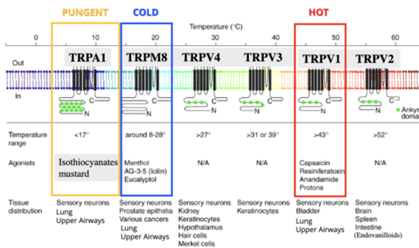 <p>By either a specific temperature or an agonist specific to their channel</p><p>- remember that both have the same effect whether it was activated by one or the other</p>