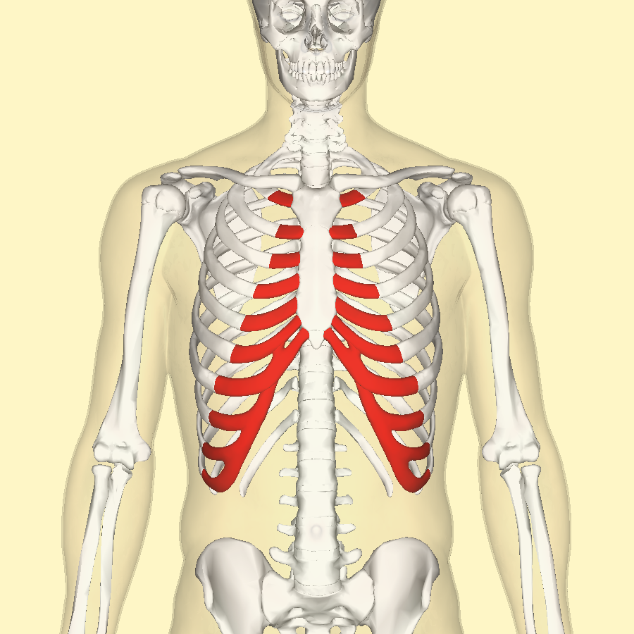 <p>connects ribs to sternum</p>