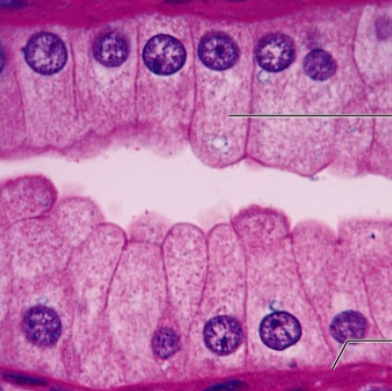 <p><strong>what is the epithelia?</strong></p>